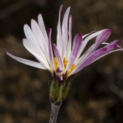 Celmisia sp. Pulchella (M.Gray & C.Totterdell 7079) Australian National Herbarium (Narrow-leaved Snow Daisy) at Namadgi National Park - 30 Mar 2021 by DerekC