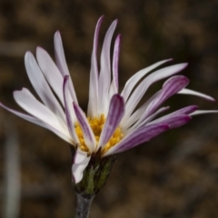 Celmisia sp. Pulchella (M.Gray & C.Totterdell 7079) Australian National Herbarium at Cotter River, ACT - 30 Mar 2021