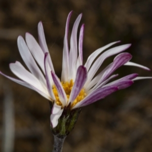 Celmisia sp. Pulchella (M.Gray & C.Totterdell 7079) Australian National Herbarium at Cotter River, ACT - 30 Mar 2021