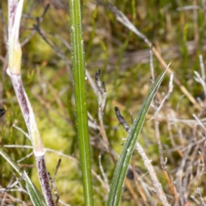 Celmisia sp. Pulchella (M.Gray & C.Totterdell 7079) Australian National Herbarium at Cotter River, ACT - 30 Mar 2021