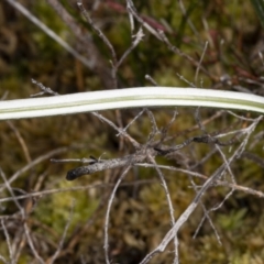 Celmisia sp. Pulchella (M.Gray & C.Totterdell 7079) Australian National Herbarium at Cotter River, ACT - 30 Mar 2021