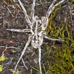 Tasmanicosa sp. (genus) (Tasmanicosa wolf spider) at Cotter River, ACT - 30 Mar 2021 by DerekC