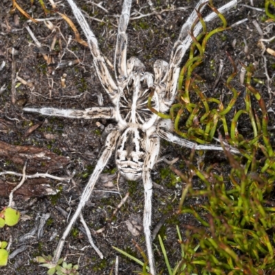 Tasmanicosa sp. (genus) (Tasmanicosa wolf spider) at Cotter River, ACT - 30 Mar 2021 by DerekC