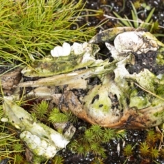 Sus scrofa at Namadgi National Park - suppressed