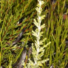 Ozothamnus cupressoides (Kerosine Bush) at Namadgi National Park - 30 Mar 2021 by DerekC