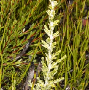 Ozothamnus cupressoides at Cotter River, ACT - 30 Mar 2021