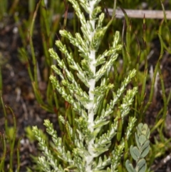 Ozothamnus cupressoides at Cotter River, ACT - 30 Mar 2021