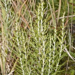 Ozothamnus cupressoides (Kerosine Bush) at Namadgi National Park - 30 Mar 2021 by DerekC