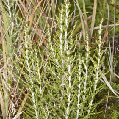 Ozothamnus cupressoides (Kerosine Bush) at Namadgi National Park - 30 Mar 2021 by DerekC