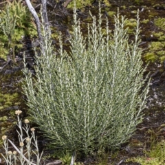 Ozothamnus cupressoides (Kerosine Bush) at Namadgi National Park - 30 Mar 2021 by DerekC