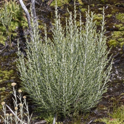 Ozothamnus cupressoides (Kerosine Bush) at Cotter River, ACT - 30 Mar 2021 by DerekC