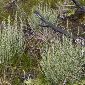 Ozothamnus cupressoides at Cotter River, ACT - 30 Mar 2021 01:44 PM