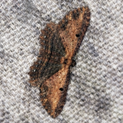 Eccymatoge fulvida (A geometer moth) at O'Connor, ACT - 30 Mar 2021 by ibaird
