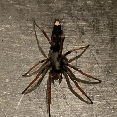 Lampona cylindrata (White-tailed Spider) at Googong, NSW - 28 Mar 2021 by Wandiyali