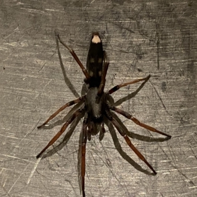 Lampona cylindrata (White-tailed Spider) at Wandiyali-Environa Conservation Area - 28 Mar 2021 by Wandiyali