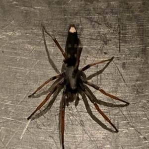 Lampona cylindrata at Googong, NSW - 28 Mar 2021