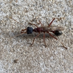 Myrmecia nigriceps (Black-headed bull ant) at Googong, NSW - 30 Mar 2021 by Wandiyali