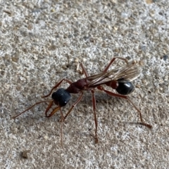 Myrmecia nigriceps at Googong, NSW - 30 Mar 2021 04:34 PM