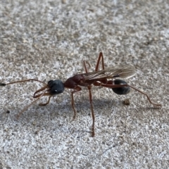 Myrmecia nigriceps at Googong, NSW - 30 Mar 2021 04:34 PM