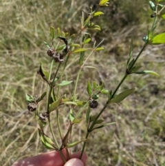 Opercularia hispida (Hairy Stinkweed) at Forde, ACT - 28 Mar 2021 by mainsprite