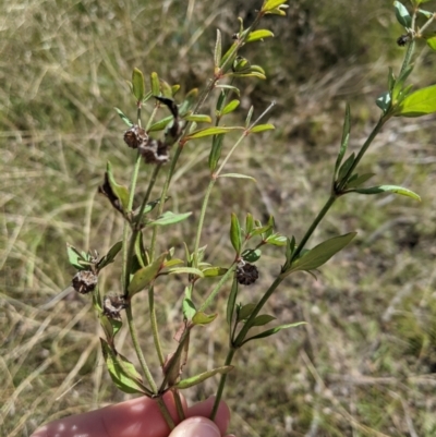 Opercularia hispida (Hairy Stinkweed) at Mulligans Flat - 28 Mar 2021 by mainsprite