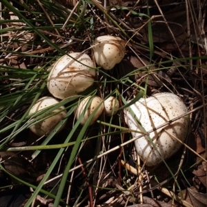 Limacella pitereka at Watson, ACT - 28 Mar 2021