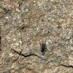 Missulena occatoria (Red-headed Mouse Spider) at Cooleman Ridge - 31 Mar 2021 by EggShell