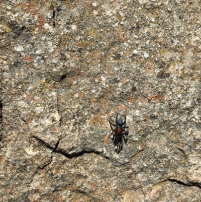 Missulena occatoria (Red-headed Mouse Spider) at Cooleman Ridge - 31 Mar 2021 by EggShell