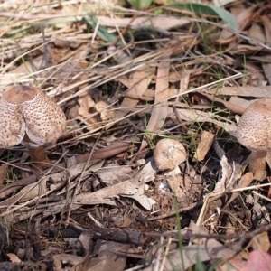 Macrolepiota clelandii at Watson, ACT - 28 Mar 2021 07:18 PM