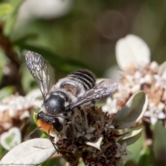 Megachile (Eutricharaea) maculariformis (Gold-tipped leafcutter bee) at ANBG - 30 Mar 2021 by Roger