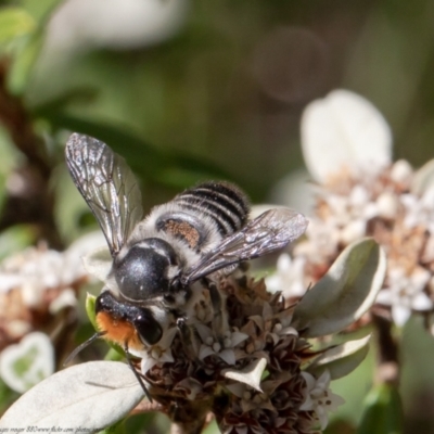 Megachile (Eutricharaea) maculariformis (Gold-tipped leafcutter bee) at ANBG - 30 Mar 2021 by Roger