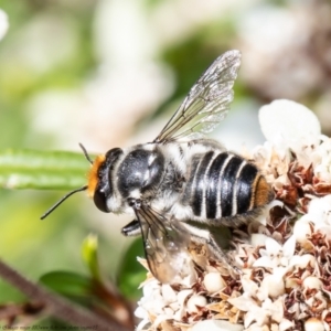 Megachile (Eutricharaea) maculariformis at Acton, ACT - 30 Mar 2021