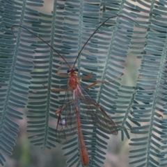 Ichneumonidae (family) (Unidentified ichneumon wasp) at Throsby, ACT - 30 Mar 2021 by NedJohnston