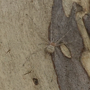 Tamopsis sp. (genus) at Throsby, ACT - 30 Mar 2021