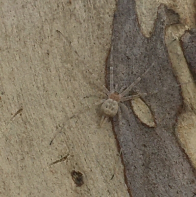 Tamopsis sp. (genus) (Two-tailed spider) at Throsby, ACT - 30 Mar 2021 by NedJohnston