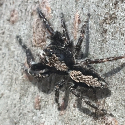 Clynotis severus (Stern Jumping Spider) at Goorooyarroo NR (ACT) - 30 Mar 2021 by Ned_Johnston