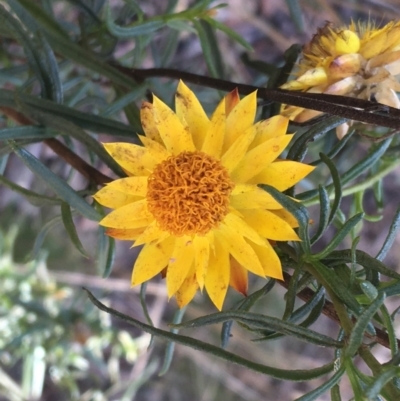 Xerochrysum viscosum (Sticky Everlasting) at Throsby, ACT - 30 Mar 2021 by NedJohnston