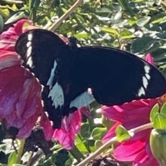 Papilio aegeus (Orchard Swallowtail, Large Citrus Butterfly) at Bellmount Forest, NSW - 31 Mar 2021 by flutterbye