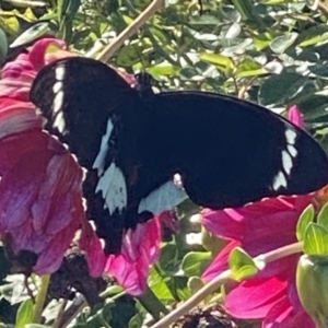 Papilio aegeus at Bellmount Forest, NSW - 31 Mar 2021