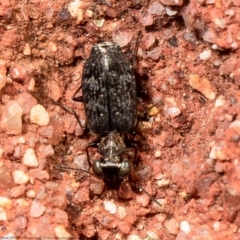 Scopodes sp. (genus) (Predaceous ground beetle) at ANBG - 30 Mar 2021 by Roger