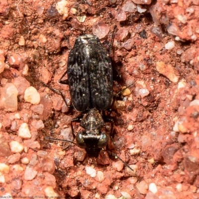 Scopodes sp. (genus) (Predaceous ground beetle) at ANBG - 30 Mar 2021 by Roger