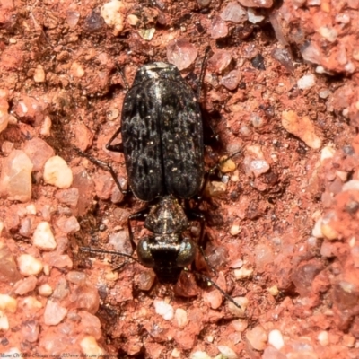 Scopodes sp. (genus) (Predaceous ground beetle) at Downer, ACT - 30 Mar 2021 by Roger