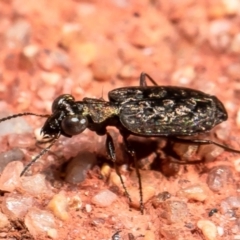 Scopodes sp. (genus) at Downer, ACT - 31 Mar 2021