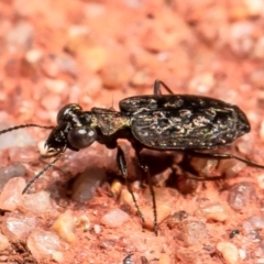 Scopodes sp. (genus) at Downer, ACT - 31 Mar 2021 10:18 AM