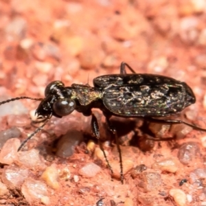 Scopodes sp. (genus) at Downer, ACT - 31 Mar 2021 10:18 AM