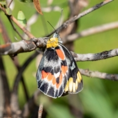 Delias harpalyce (Imperial Jezebel) at Acton, ACT - 31 Mar 2021 by Roger