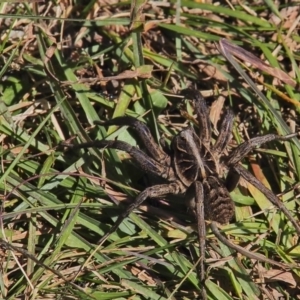 Tasmanicosa sp. (genus) at Paddys River, ACT - 31 Mar 2021