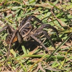 Tasmanicosa sp. (genus) at Paddys River, ACT - 31 Mar 2021