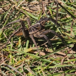 Tasmanicosa sp. (genus) at Paddys River, ACT - 31 Mar 2021