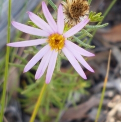 Olearia tenuifolia (Narrow-leaved Daisybush) at Black Mountain - 31 Mar 2021 by trevorpreston